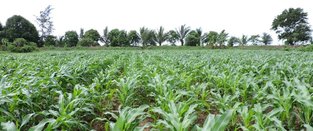 A maize garden bordered by trees in the late afternoon