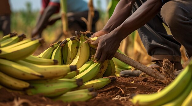 Hands harvesting bananas in a garden