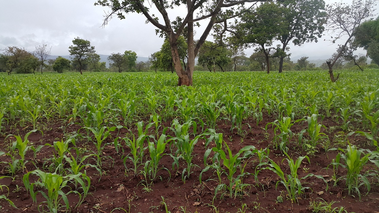 A young maize garden under early rains in Uganda
