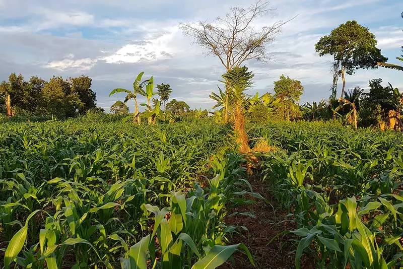 A maize garden with scattered trees in the evening light