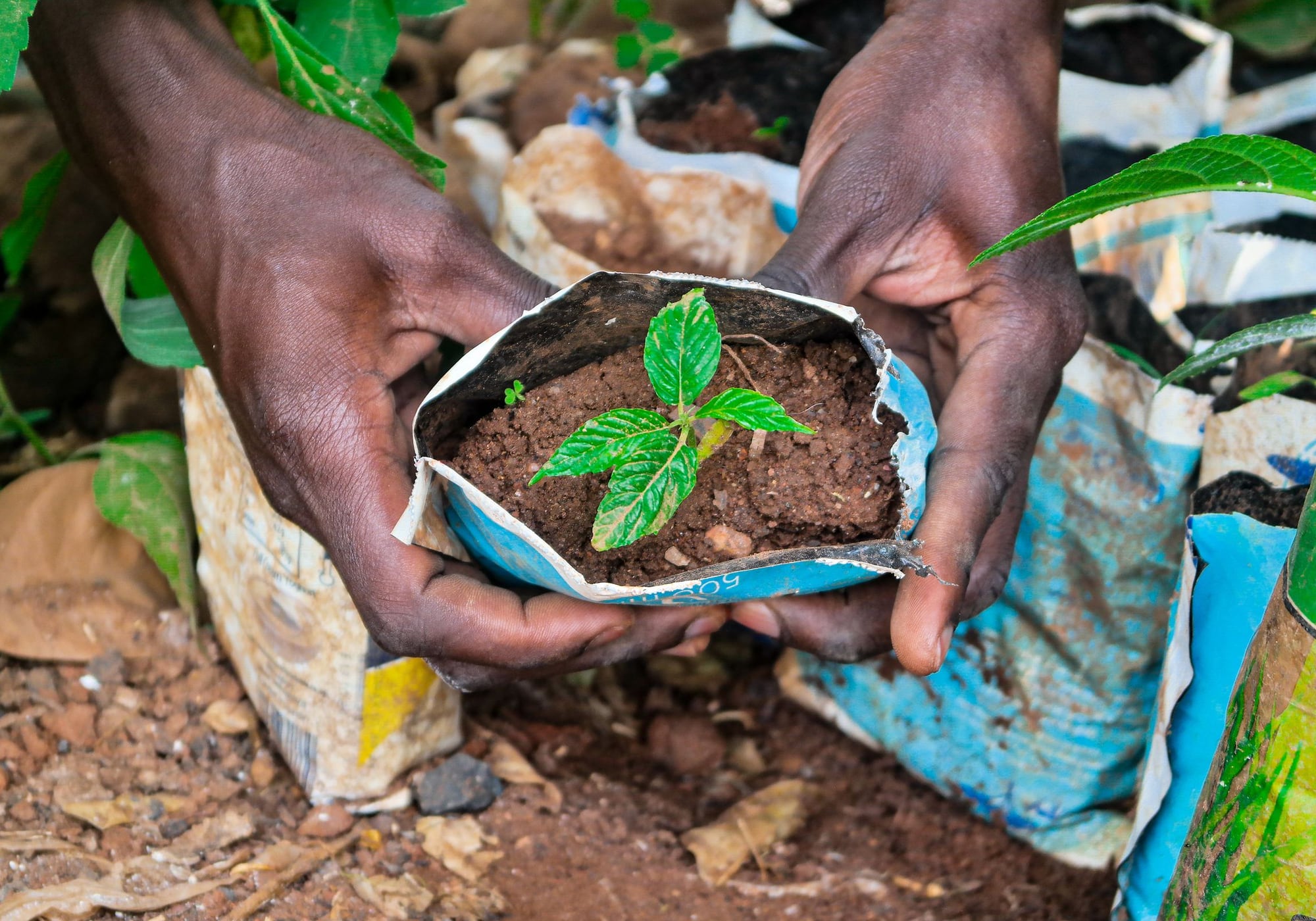 A tree seedling in a nursery bag, held in two hands